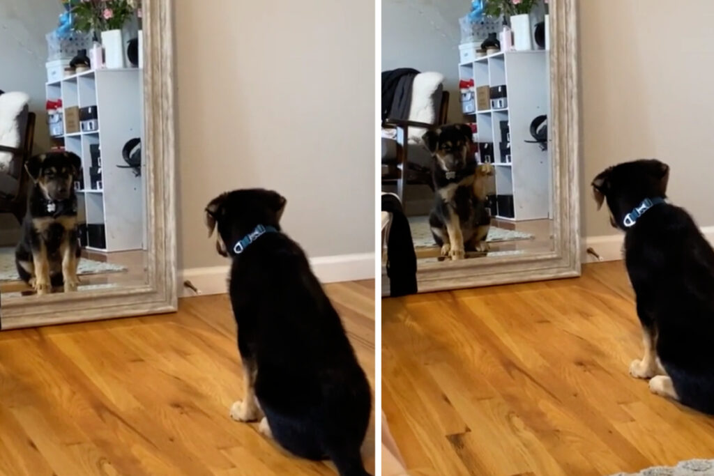 your dog is your mirror summary