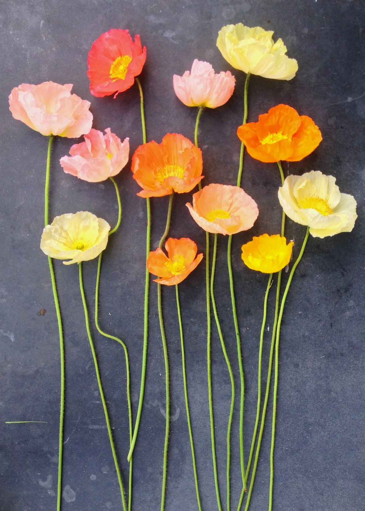 iceland poppy pastel meadows