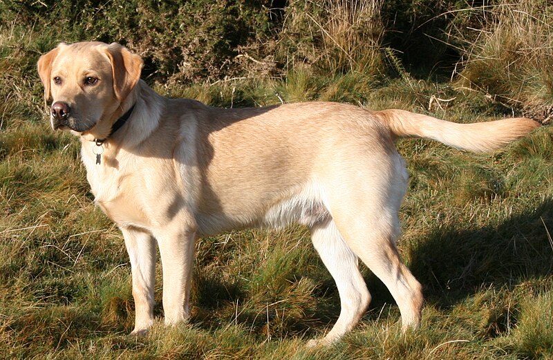 Labrador:Uuanbnkppna= Dogs