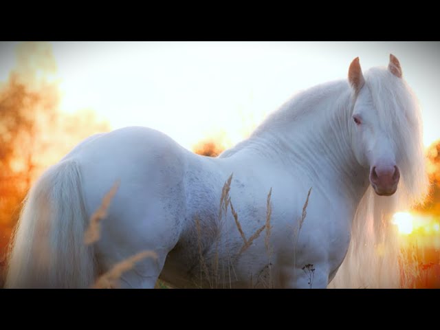 Beautiful:9rmr7xnzchw= Horses