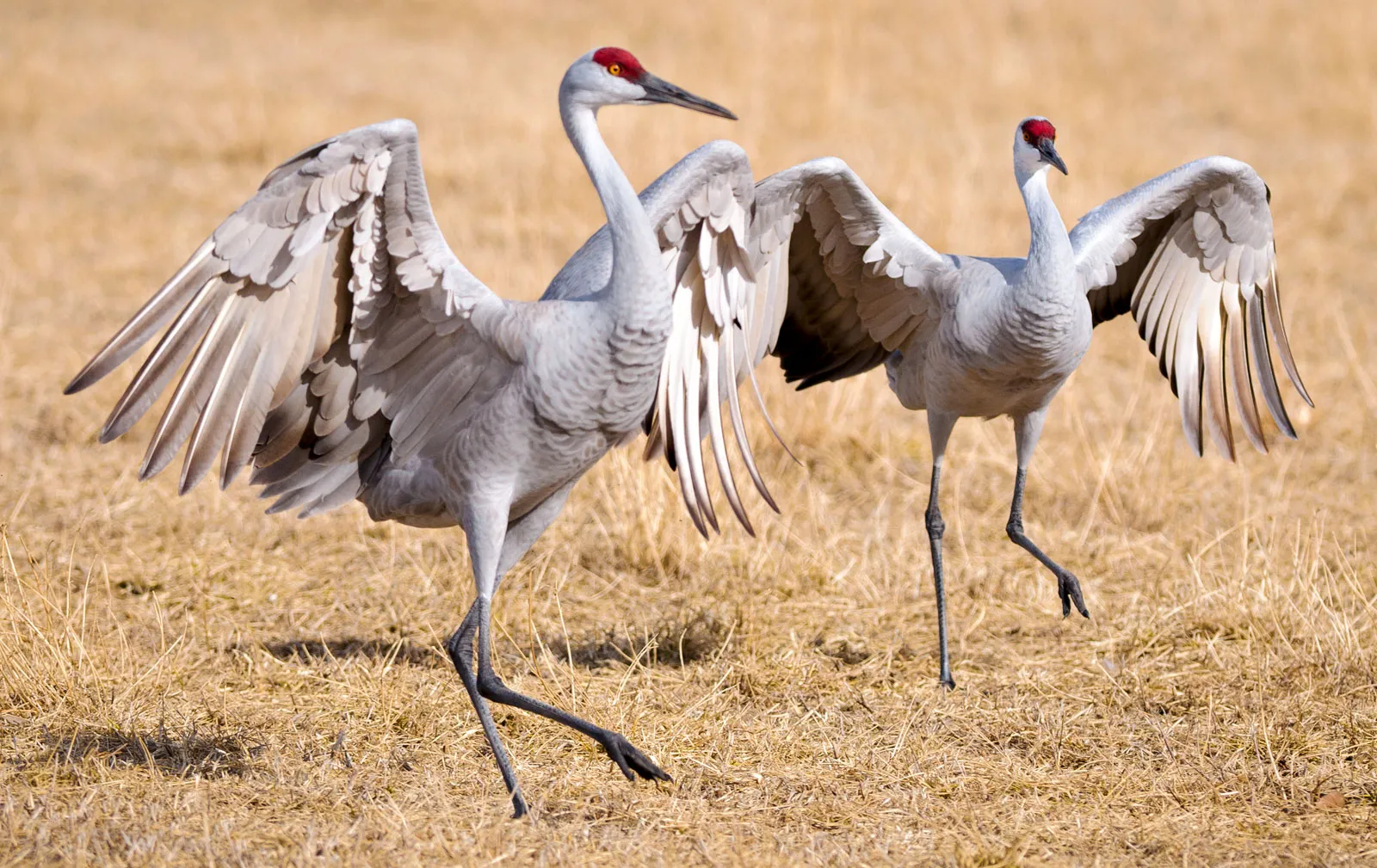 Bird:Hvhbgr7pzsg= Cranes