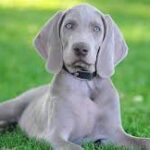 Vizsla:Xqobjz0abj0= Weimaraner