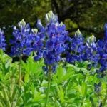 Clip Art:3xqm8x0_Lus= Bluebonnet